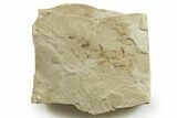 Fossil Insect (Beetle, Crane Flies & Fly) Mortality Plate - Utah #368757-1